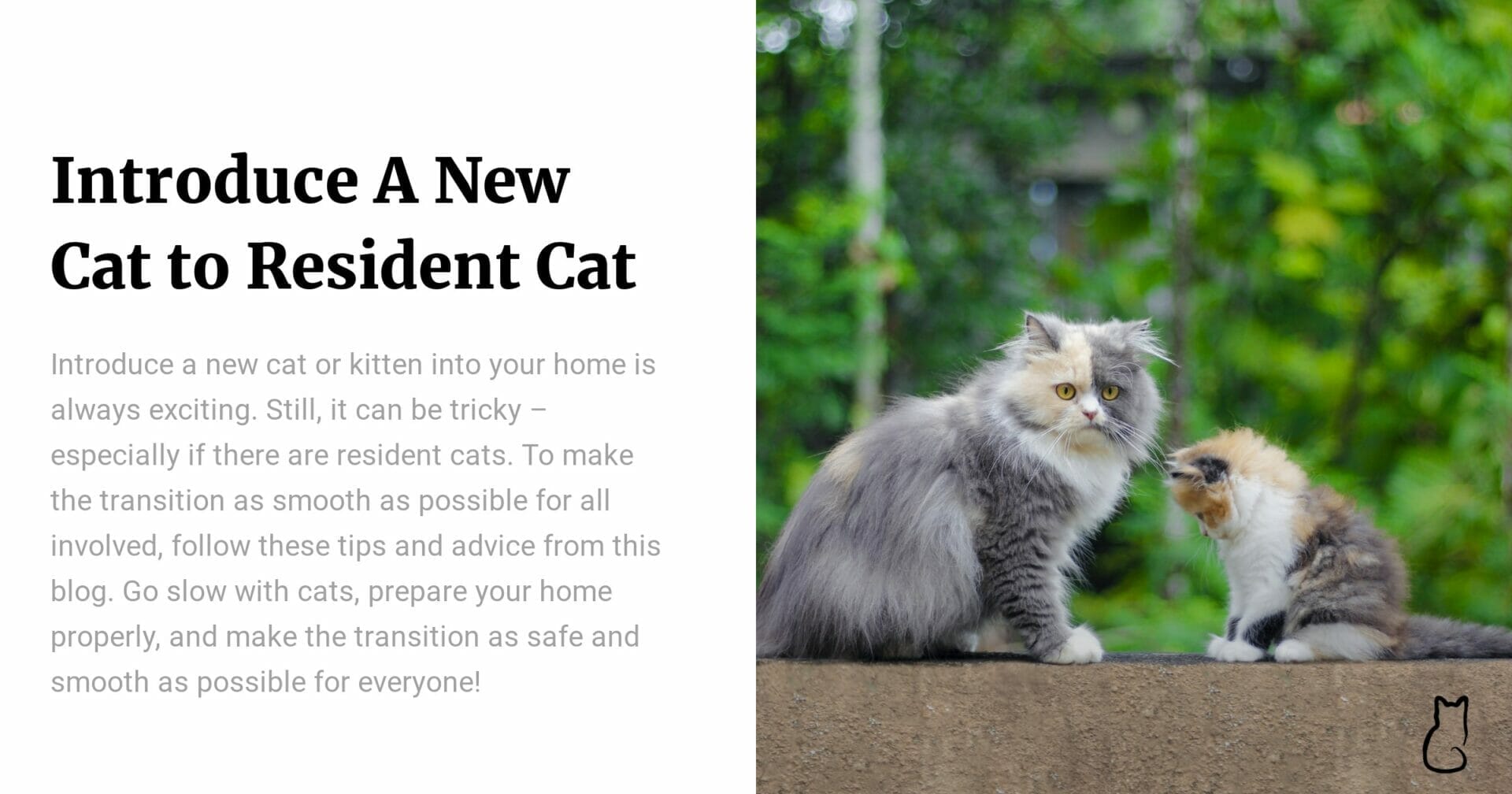 Introduce A New Cat to Resident Cat Tips and Advice to Safely